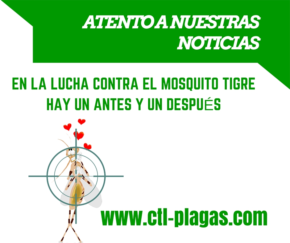 Campaña municipal contra mosquito tigre
